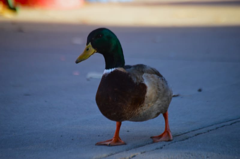 (click on photo to enlarge and scroll)