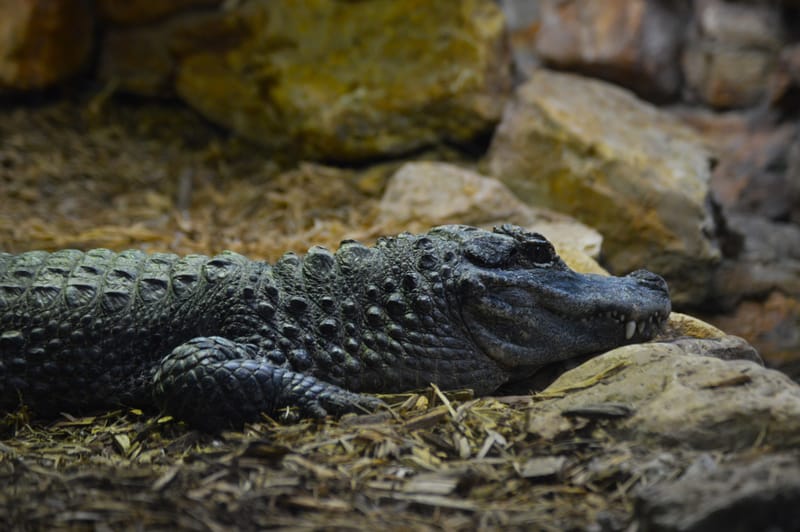 (click on photo to enlarge and scroll)