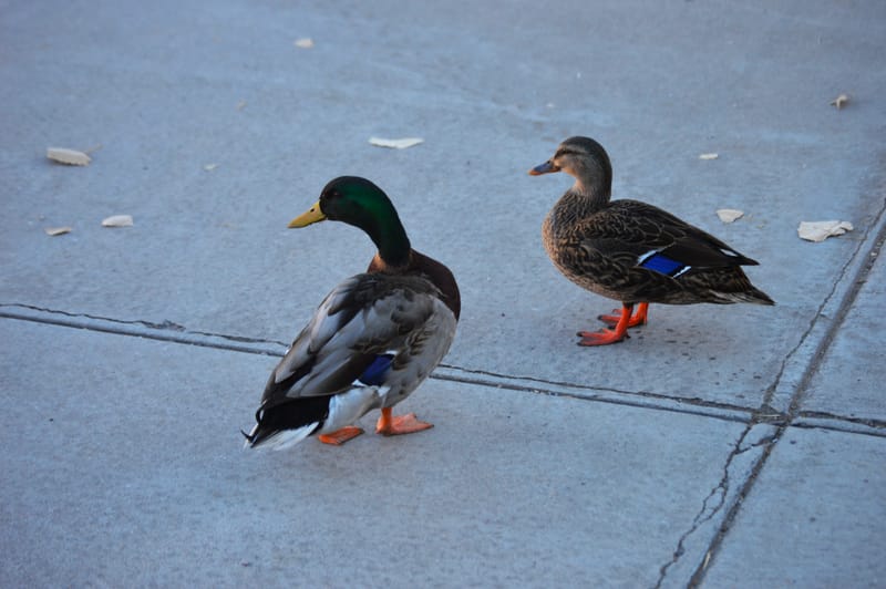 (click on photo to enlarge and scroll)