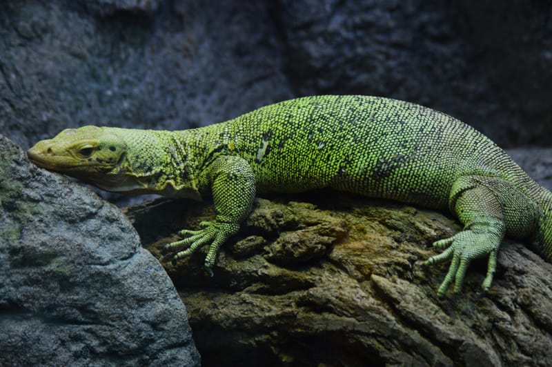 (click on photo to enlarge and scroll)