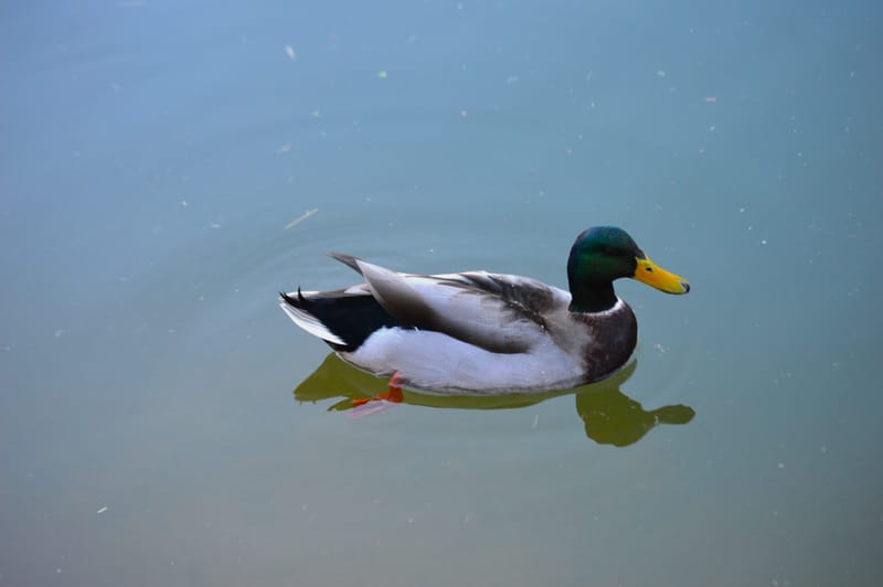 (click on photo to enlarge and scroll)