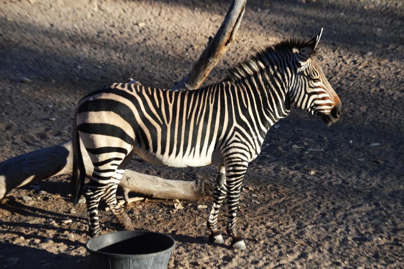 (click on photo to enlarge and scroll)