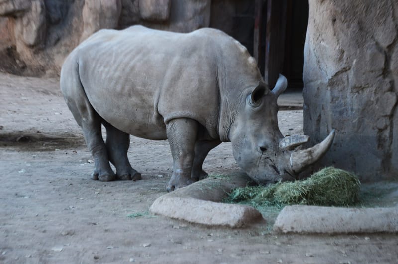 (click on photo to enlarge and scroll)