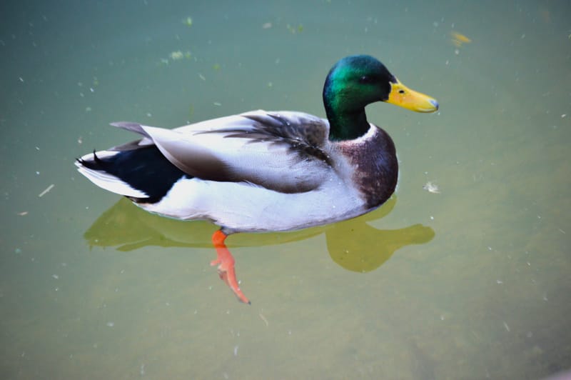 (click on photo to enlarge and scroll)