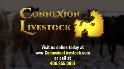 Benefits of Using Connexion Livestock image