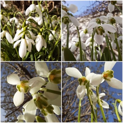 Februar - Freude am Garten