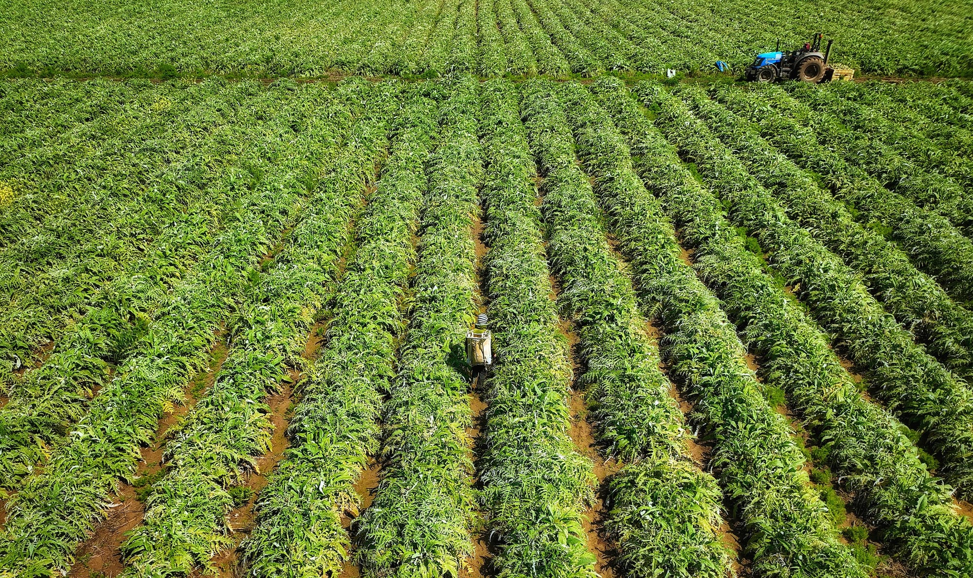 צילומי חקלאות 