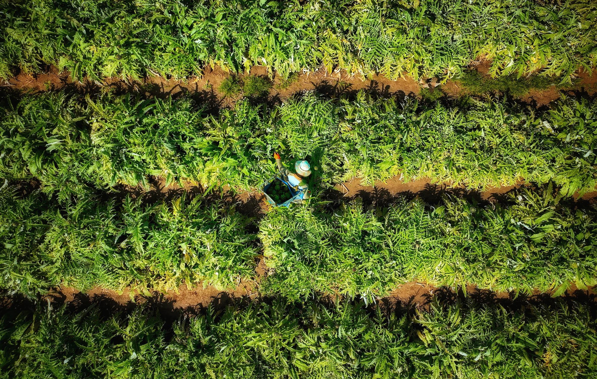 צילומי חקלאות 