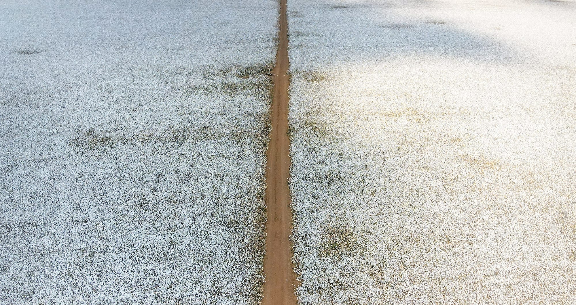 צילומי חקלאות 