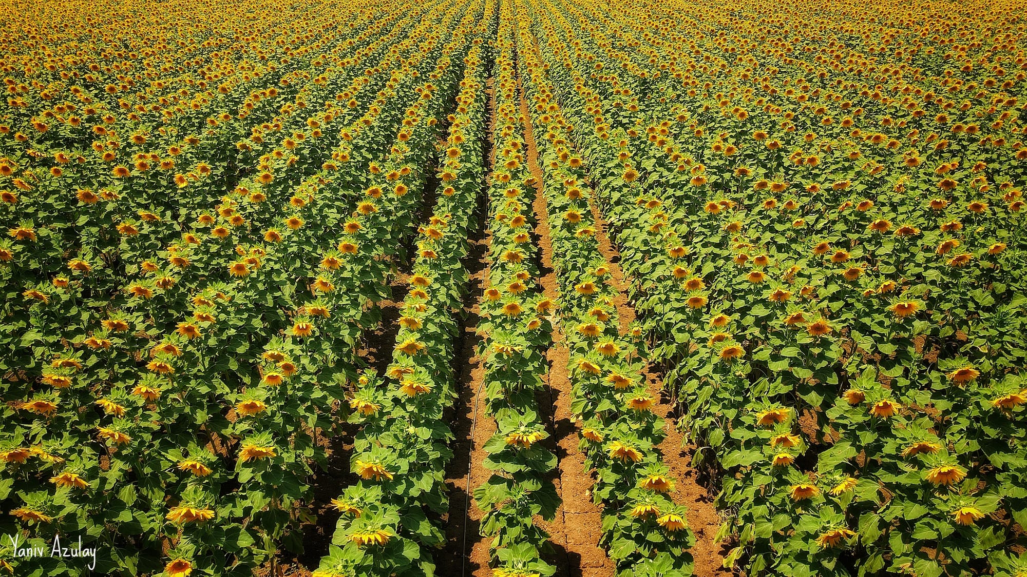 צילומי חקלאות 