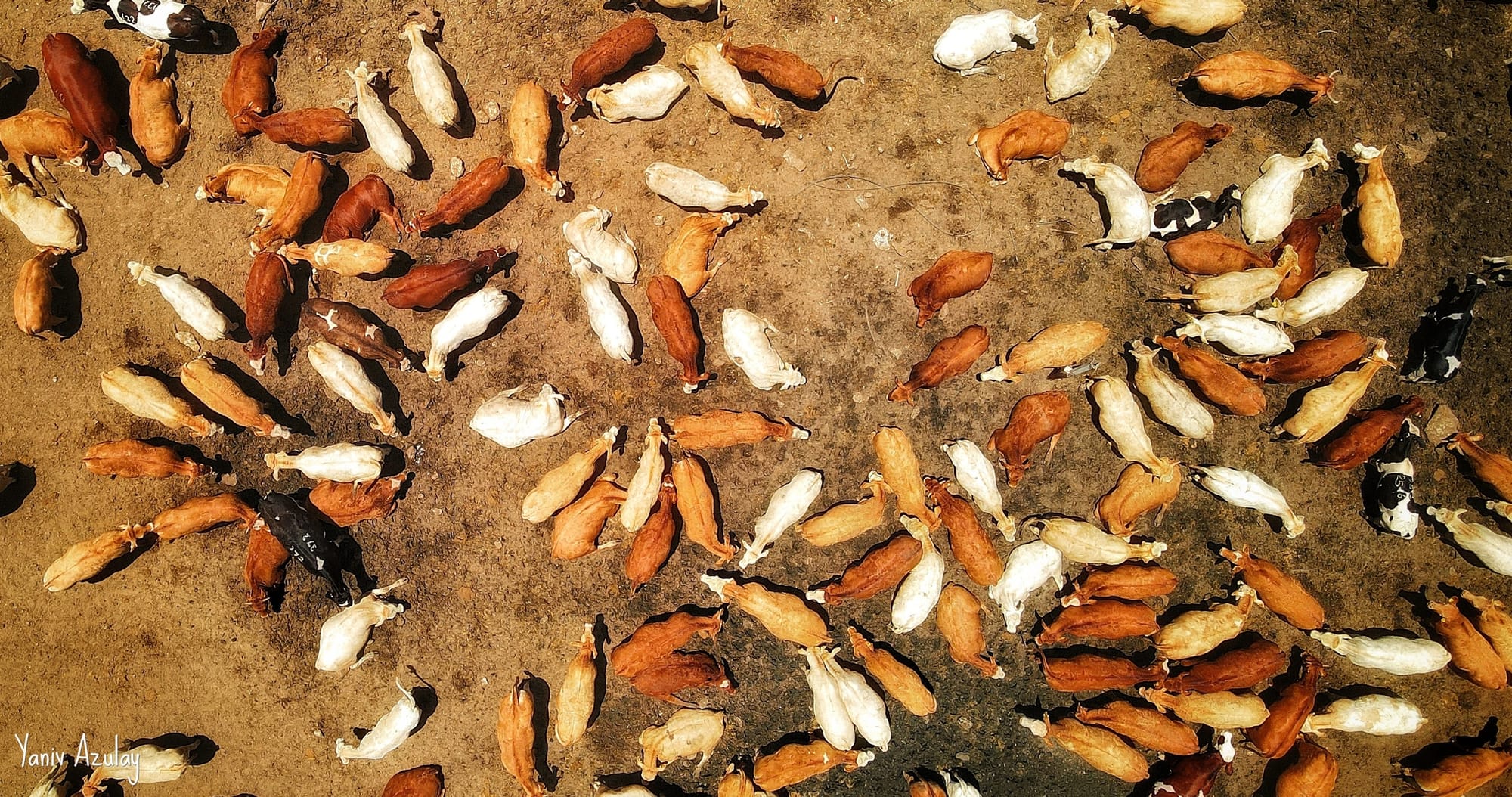 צילומי חקלאות 