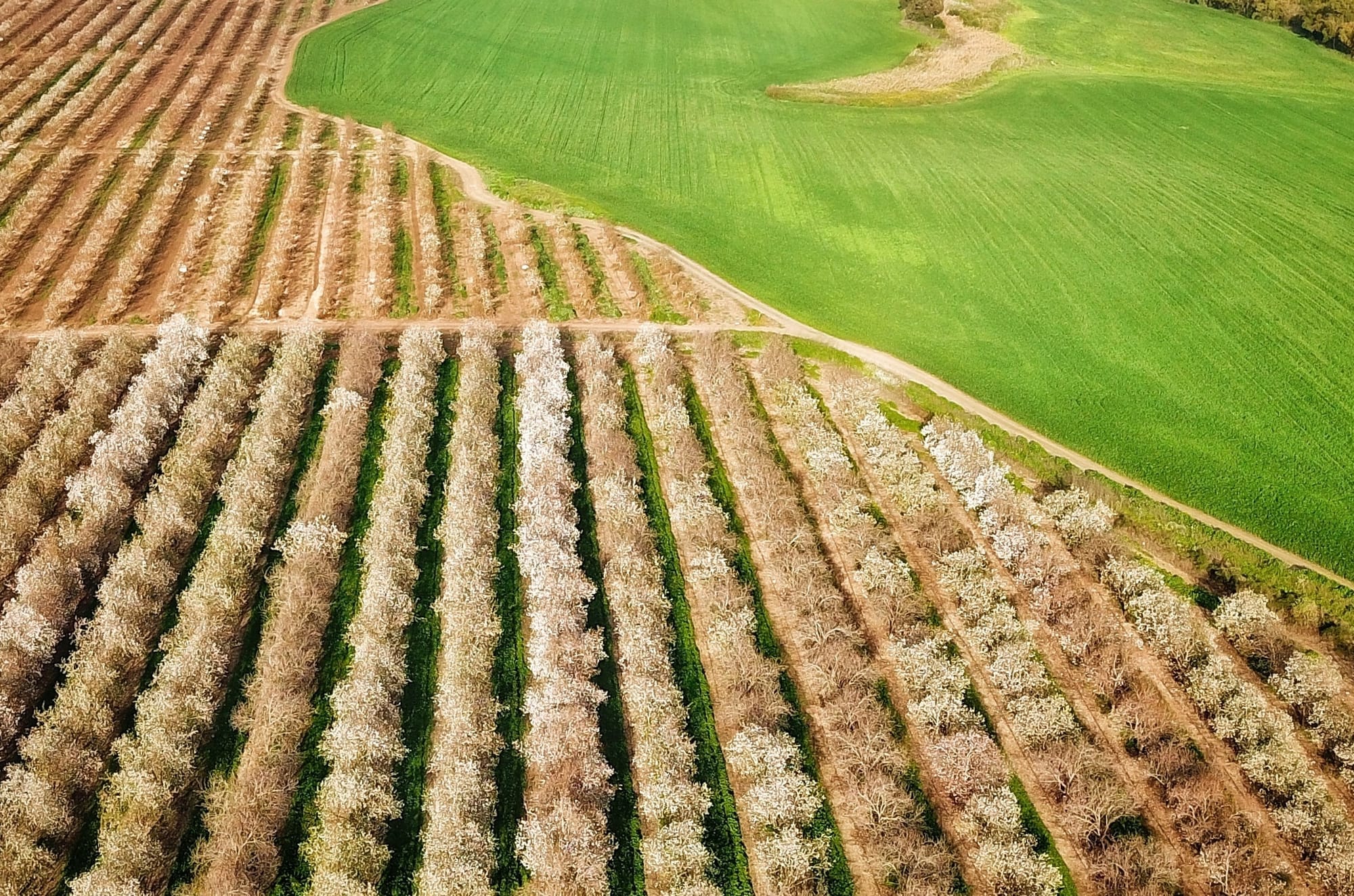 צילומי חקלאות 