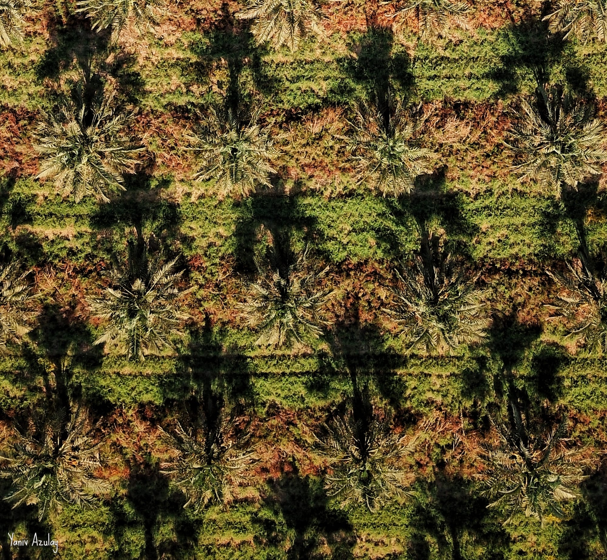 צילומי חקלאות 