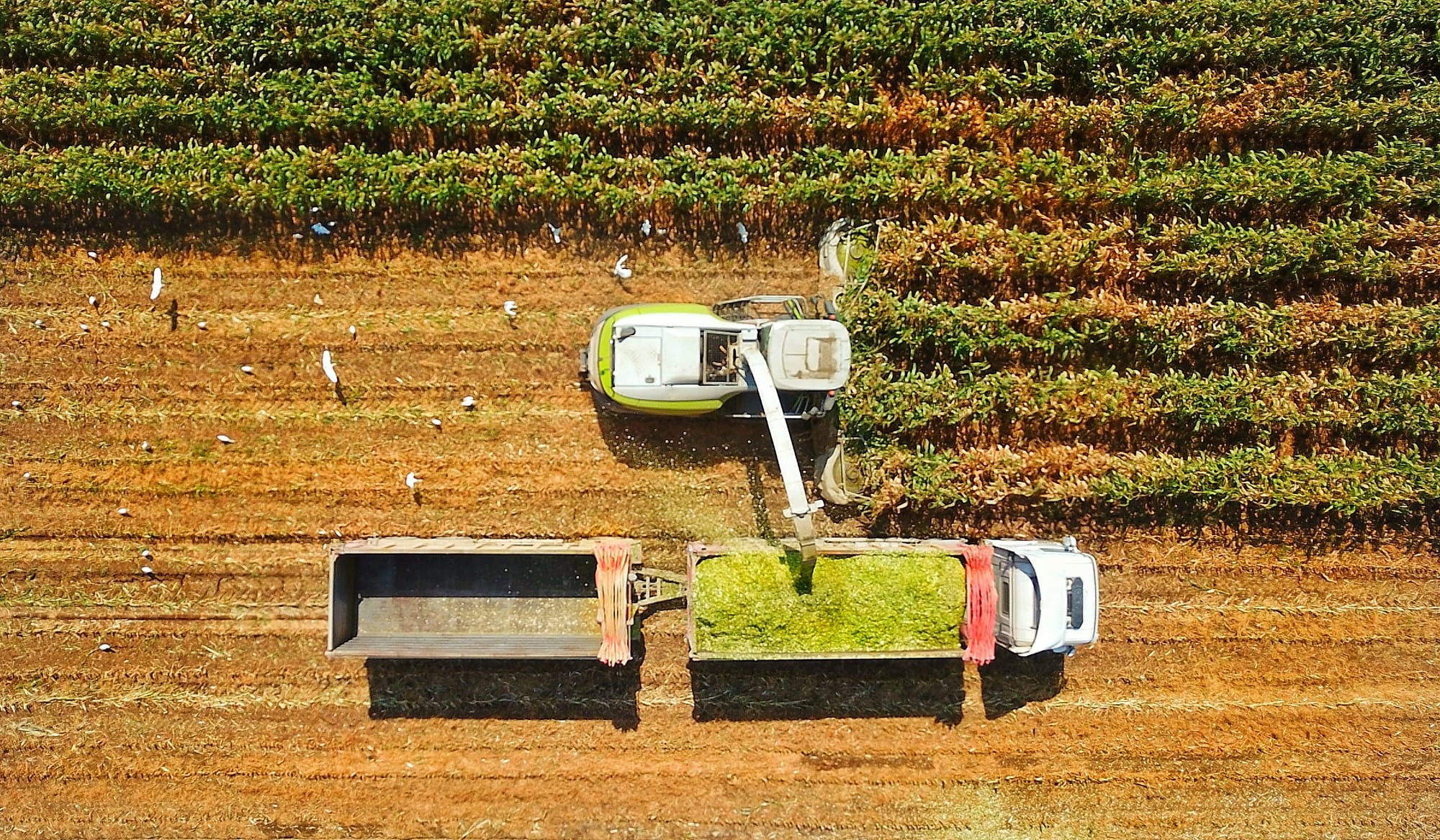 צילומי חקלאות 