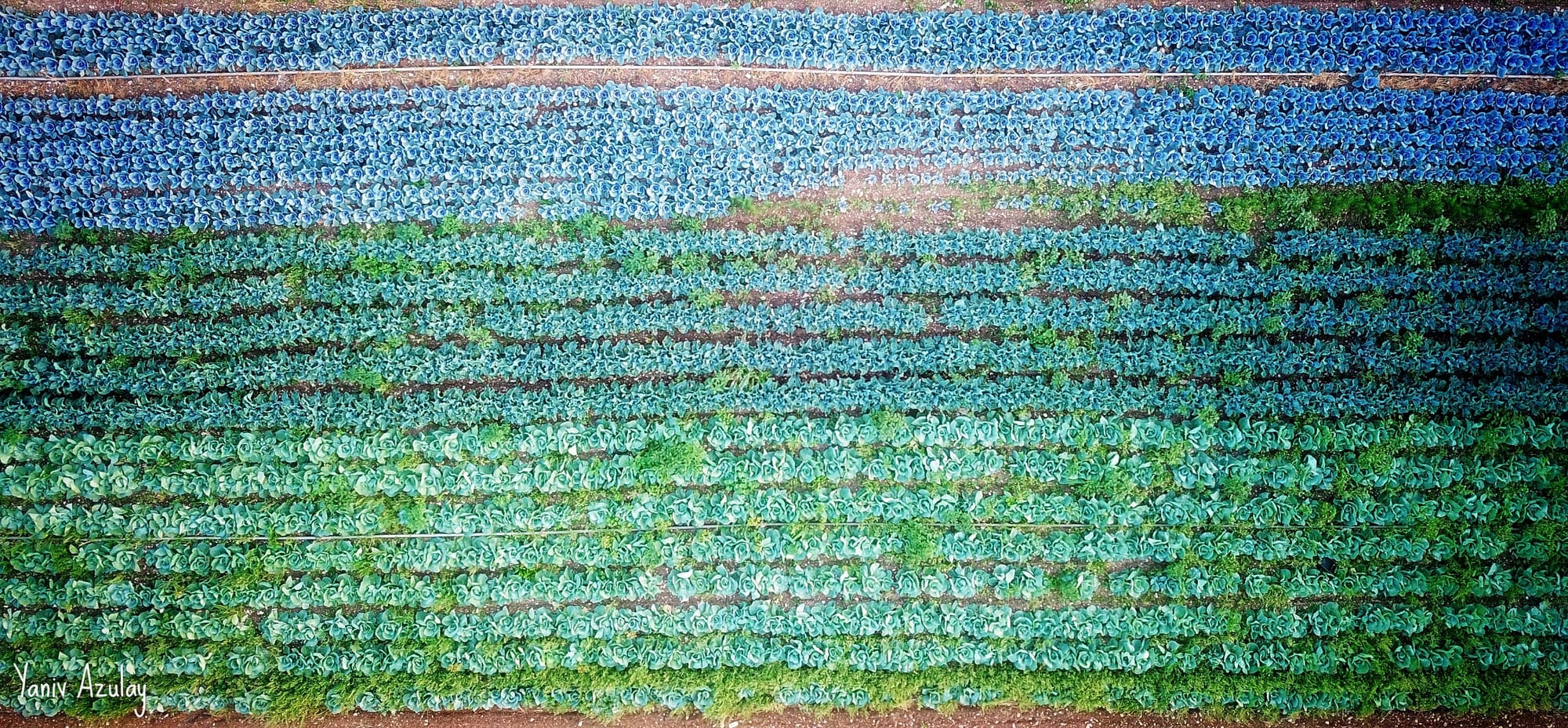 צילומי חקלאות 