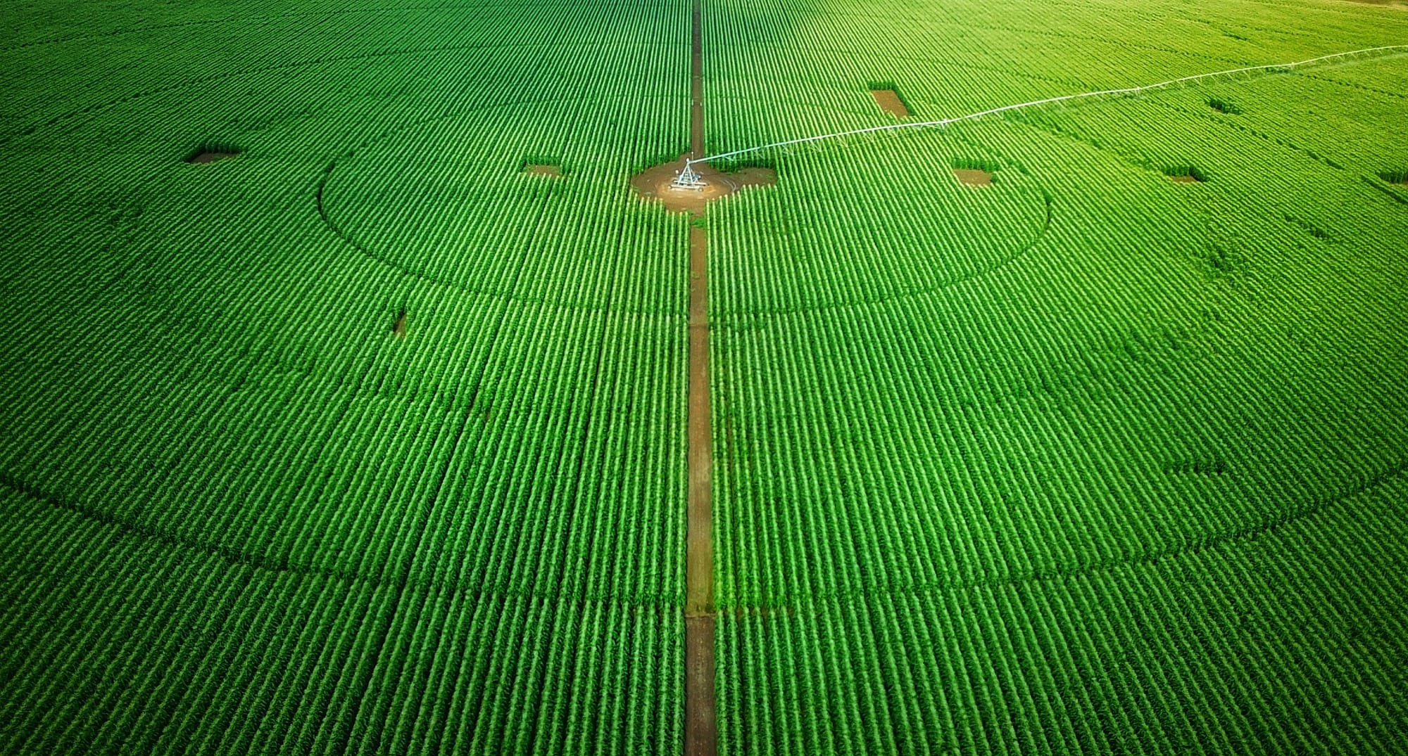 צילומי חקלאות 