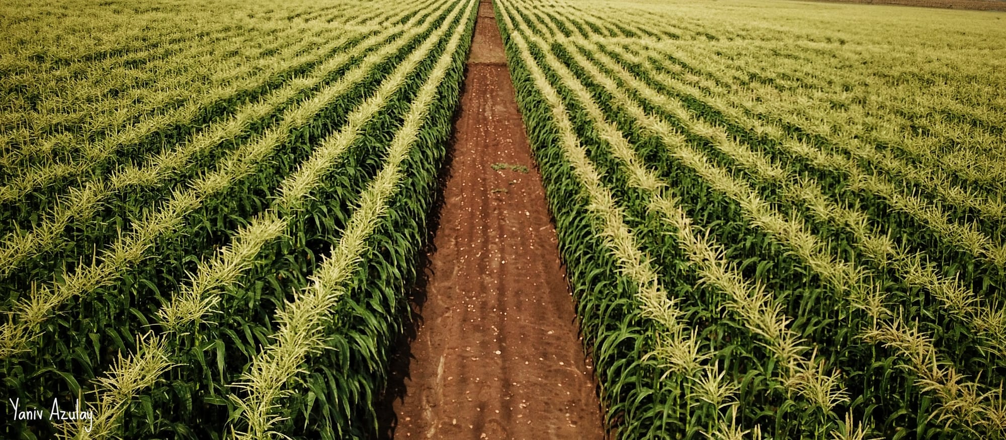 צילומי חקלאות 