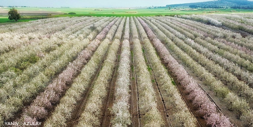 צילומי חקלאות 