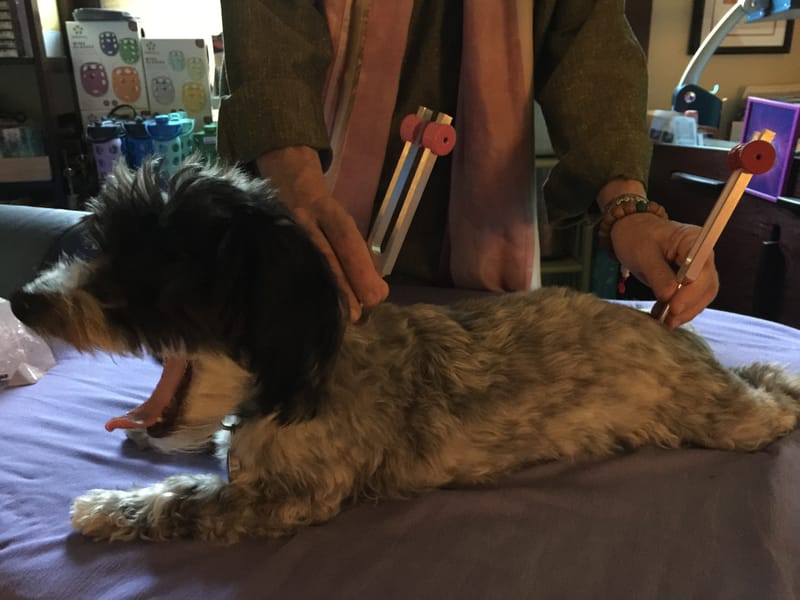 Animal Sound Healing Classes