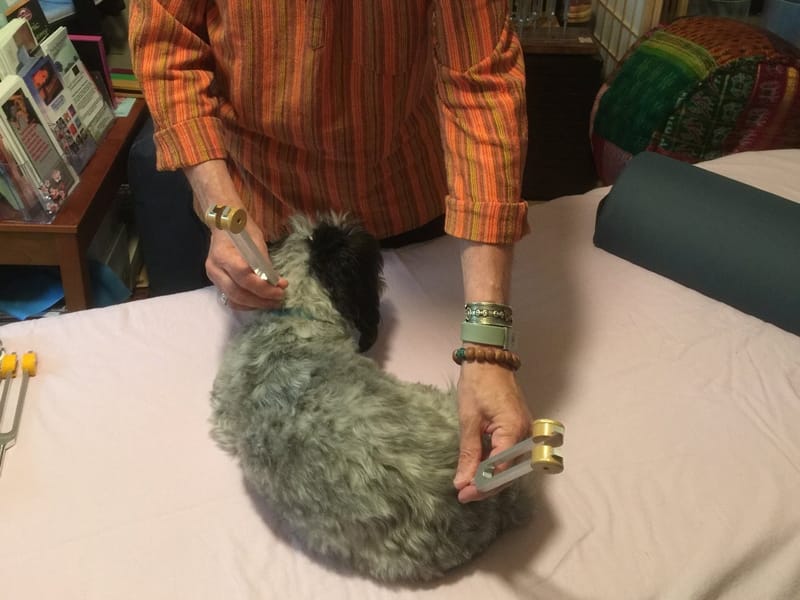 Dog Treatment with Tuning Forks