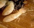 Termites