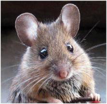 Rodents