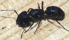 Ants