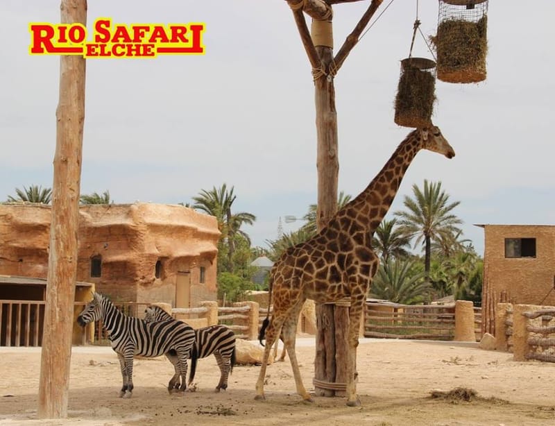 Rio Safari Elche