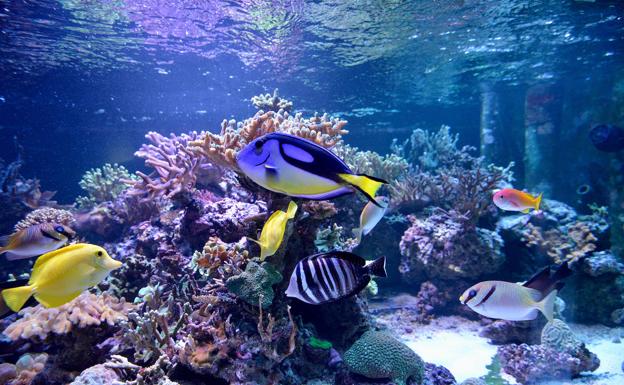 Acuario de la universidad de Murcia