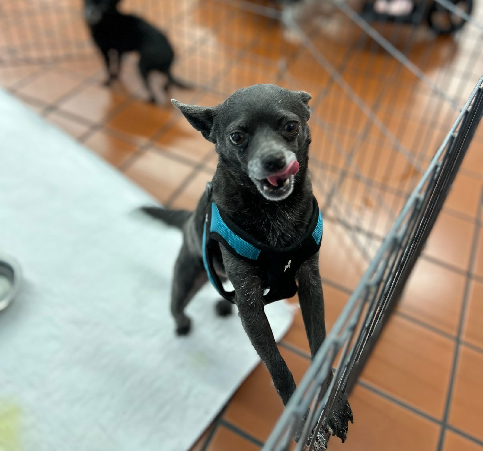 August 2023- Cole- ADOPTED