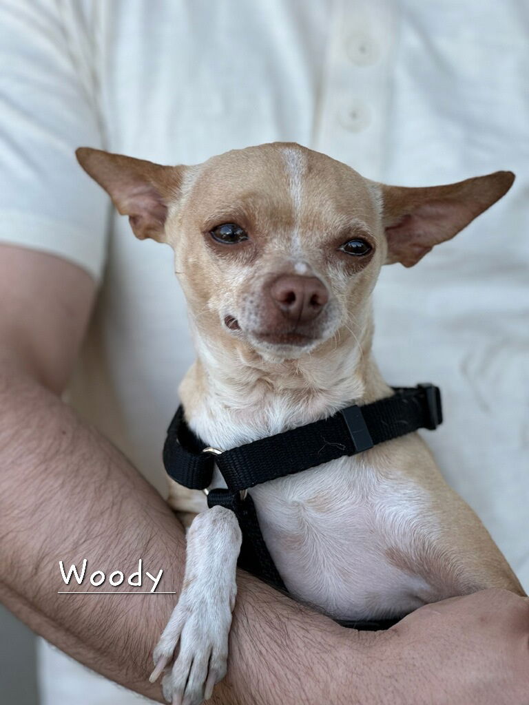 Woody