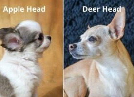 Breed information image