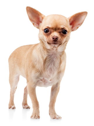 Breed information image