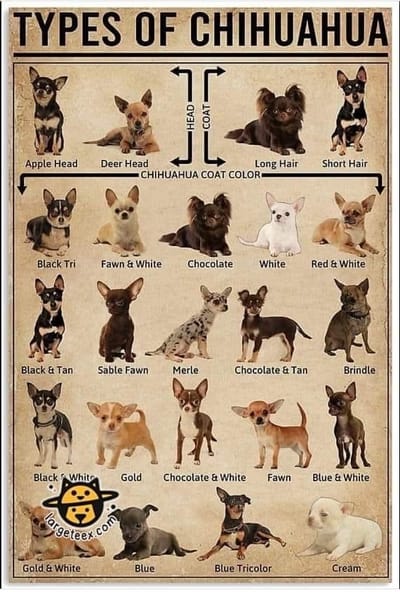 Breed information image