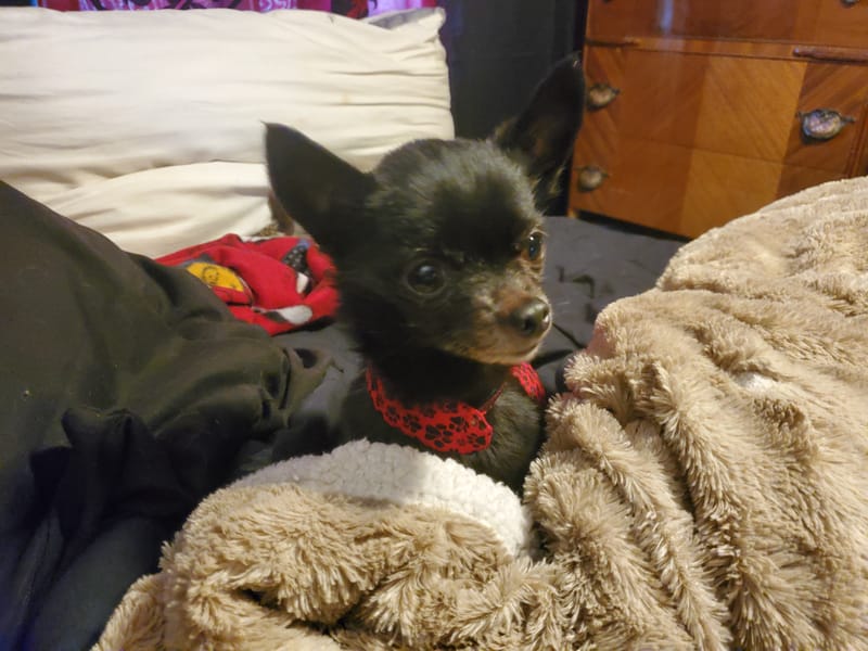 Meet and Greet adoption event