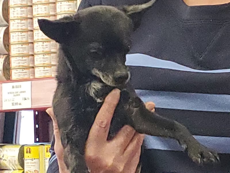 Meet and Greet adoption event