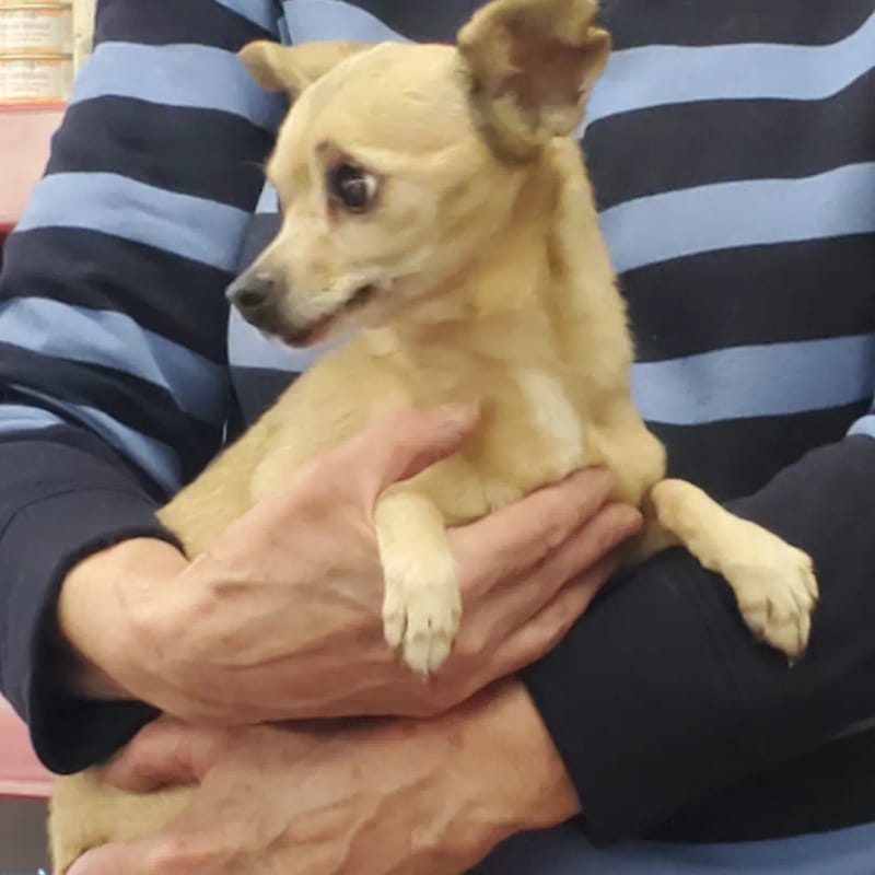 Adoption event and meet and greet