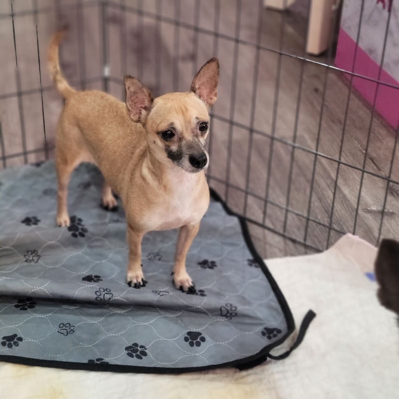 December 2023: Maria ADOPTED