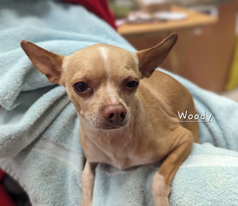 Meet and greet at Woof Gang Bakery