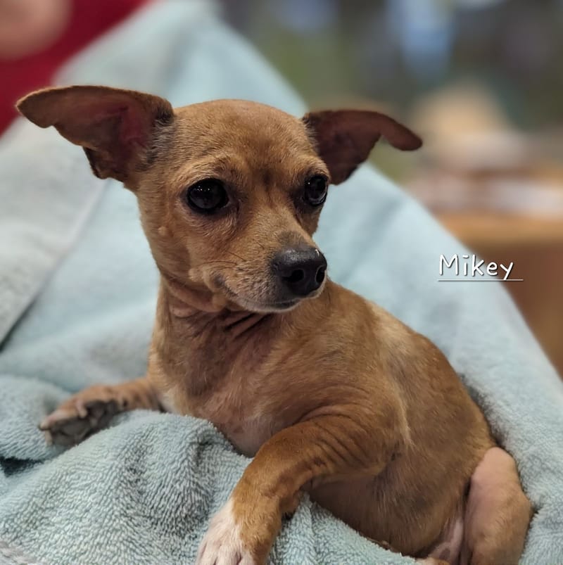 Meet and greet at petco