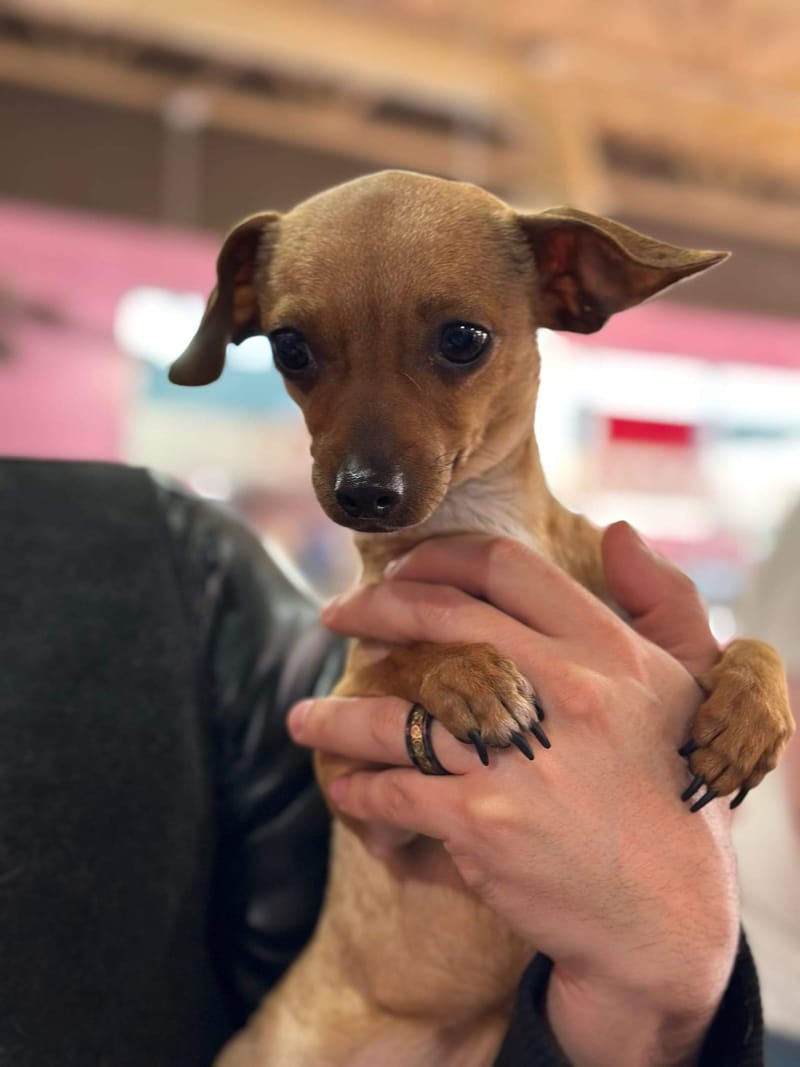 Meet and Greet at Woof Gang Bakery