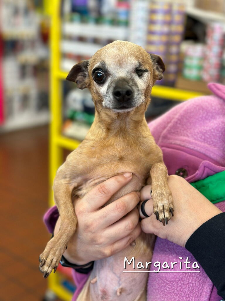 Meet and Greet at Pet Vet Market