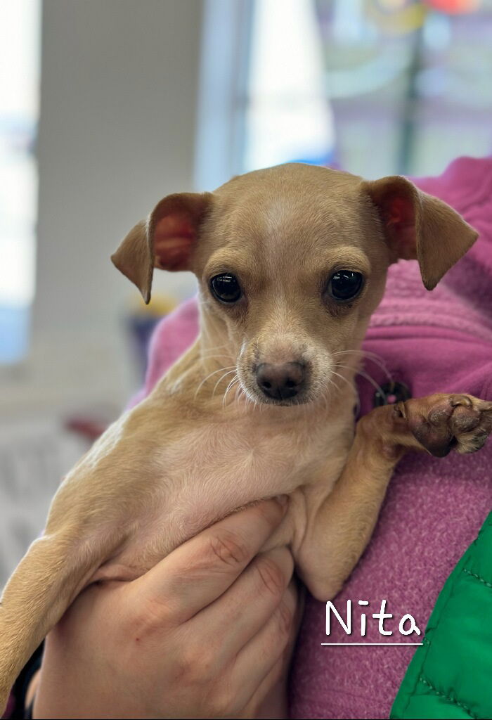 Meet and Greet at Woof Gang Bakery