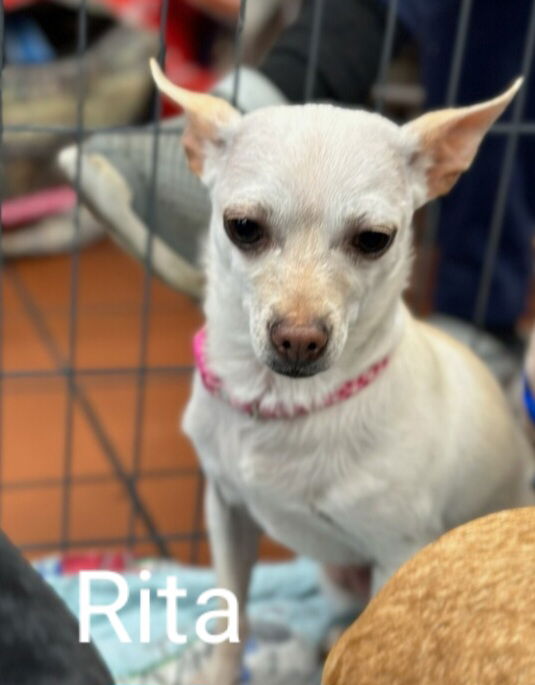 Meet and Greet at Petco