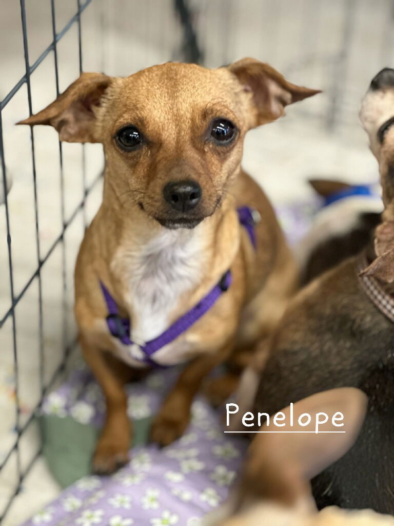 Meet and Greet at Petco