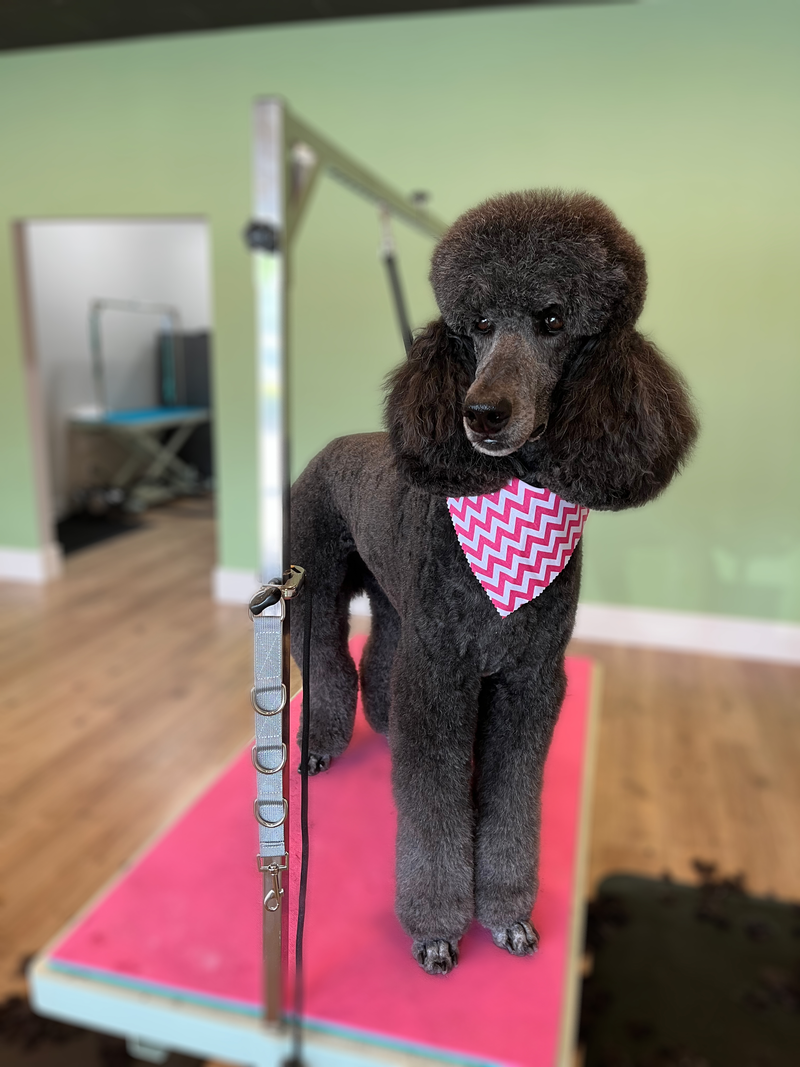 Breed Standard / Specialty Cuts