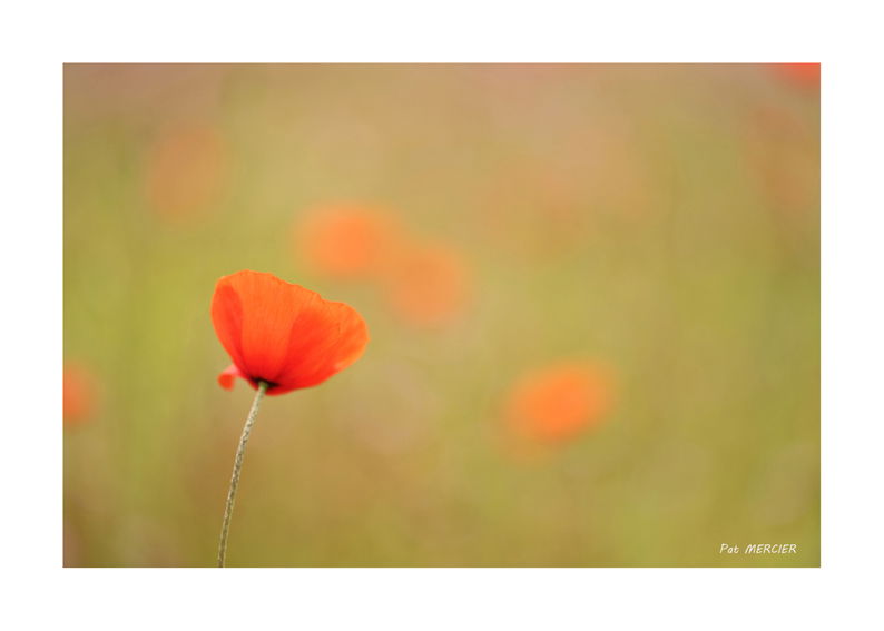 Coquelicots rouges