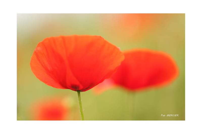 Coquelicots rouges