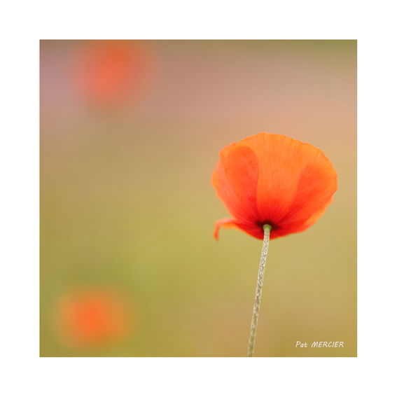 Coquelicots rouges
