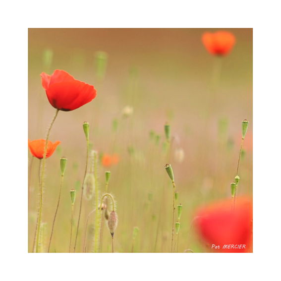 Coquelicots rouges